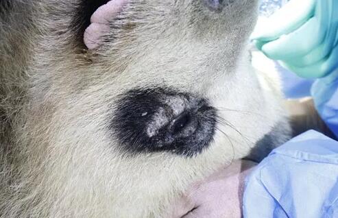 4月25日，应成都大熊猫繁育研究基地的邀请，成都华厦眼科医院业务院长、四川大学华西医院原眼科主任、博士生导师罗清礼教授，特地前往该基地为生病的大熊猫进行了会诊2.jpg
